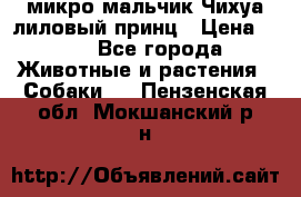 микро мальчик Чихуа лиловый принц › Цена ­ 90 - Все города Животные и растения » Собаки   . Пензенская обл.,Мокшанский р-н